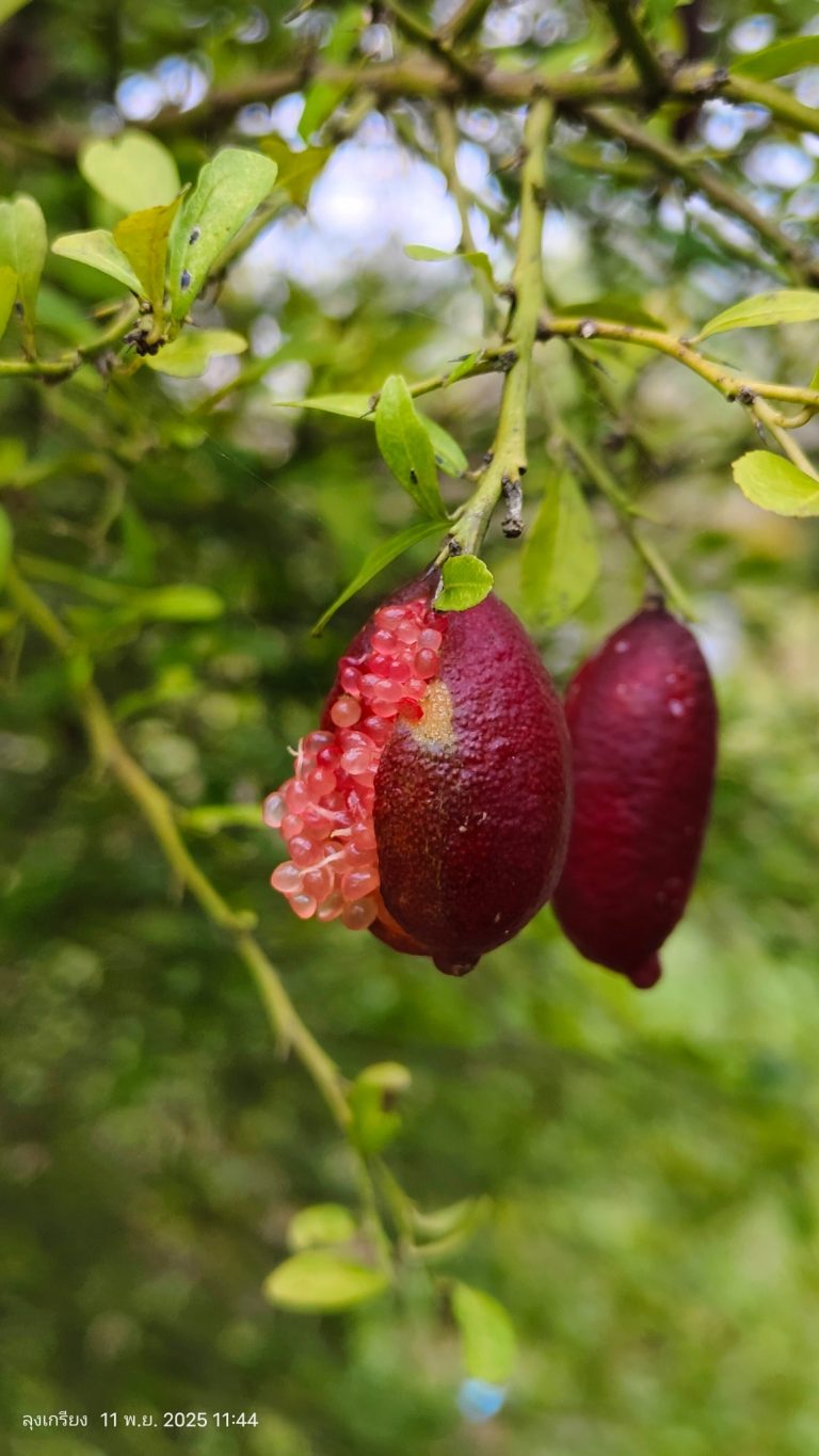 578785743_885272153834555_7123856533440885512_n